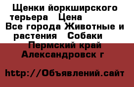 Щенки йоркширского терьера › Цена ­ 20 000 - Все города Животные и растения » Собаки   . Пермский край,Александровск г.